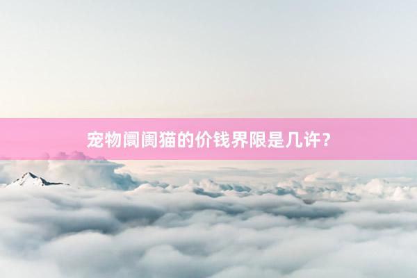 宠物阛阓猫的价钱界限是几许？